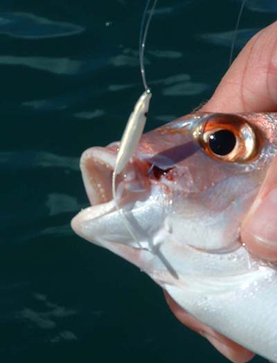 I find these better than any fly for bass and they obviously work just as well Down Under.