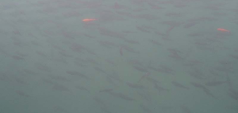 Only a few of the thousands of goldfish were gold coloured.