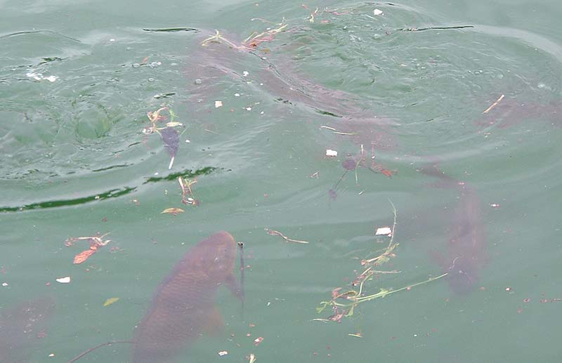 Many of these were twenty pounders. The black bass stayed too deep for me to get pictures.