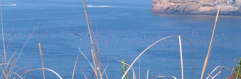 Cliff top picture. The mussels are suspended from the buoys - only a short distance from the last picture