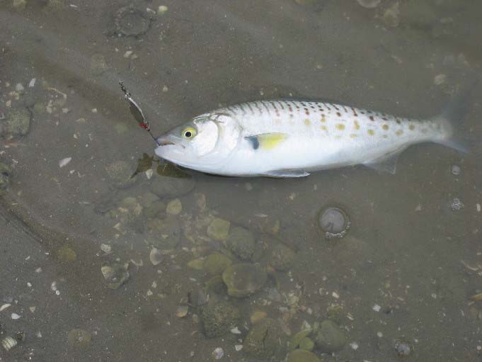 What a wonderful fish - who would want alien rainbow trout when they had these.