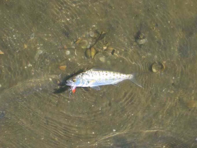 Equally beautiful but caught on a different lure.