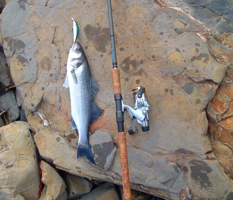 Look how thin it is. Spawned and with an empty stomach I would guess.