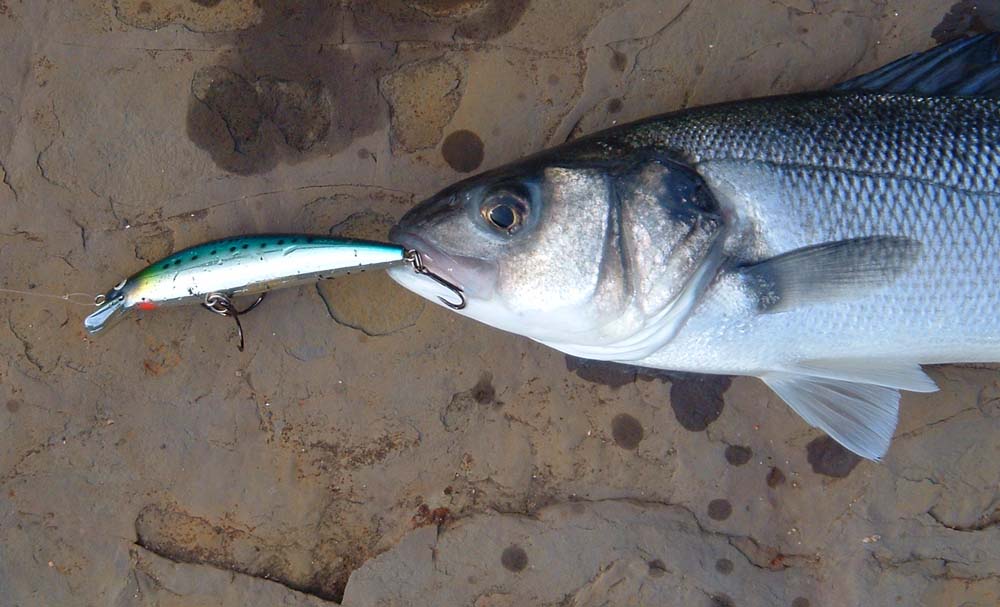 Note the loop attachment for the plug and the fact that the fish is (unusually) hooked on the tail treble.