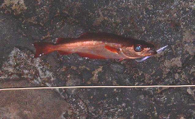 Only small but it looked as if it was made from polished bronze - wonderful fish!