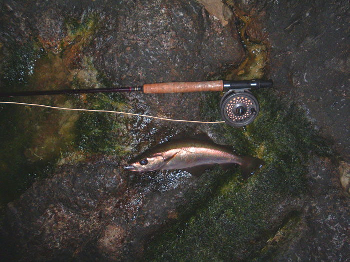 Even a fish this size can pull a bit on the fly gear.