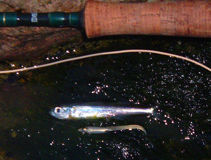 One of ben's fish coughed up this sand smelt as it was landed. Perhaps we should use slightly bigger eels?