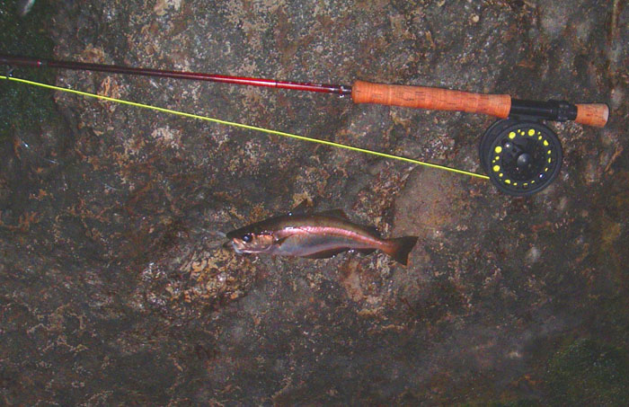 I do enjoy catching pollack - even if they're on the small side.