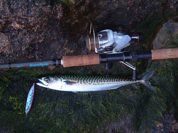I must have had twenty or thirty mini bites off 'something' before I finally caught this mackerel.