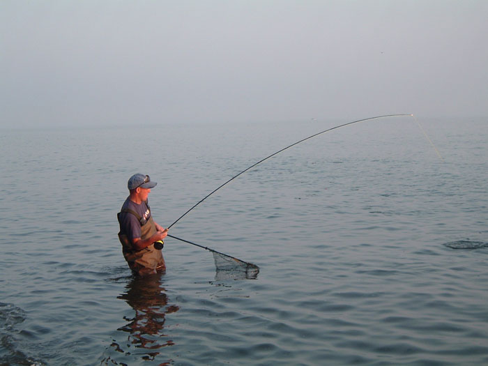 The mullet boils on a short line after a long hard fight.