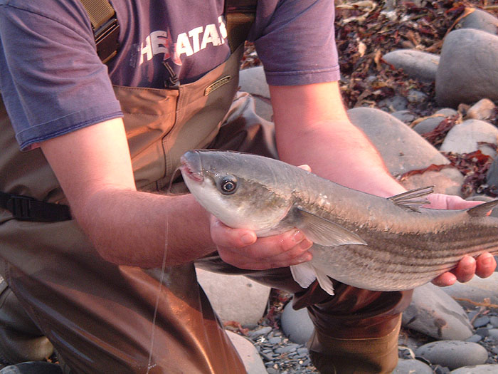 The poly fly and maggots are well inside the mullet's big mouth.