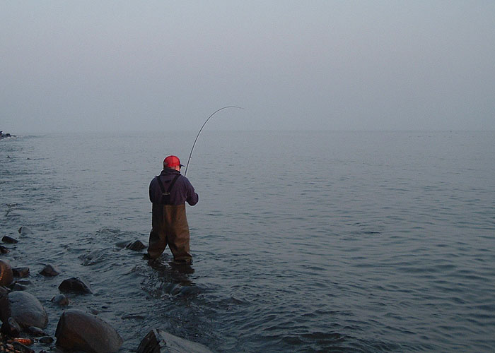 At last! Nigel's mullet surges away in a characteristic powerful run.