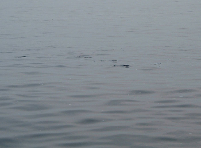 As usual the picture doesn't do it justice. There were often ten or fifteen fish in a couple of square metres..