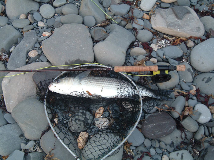 Hooked and landed on the fly rod with a four pound point and a size twelve polyfly - what a battle!