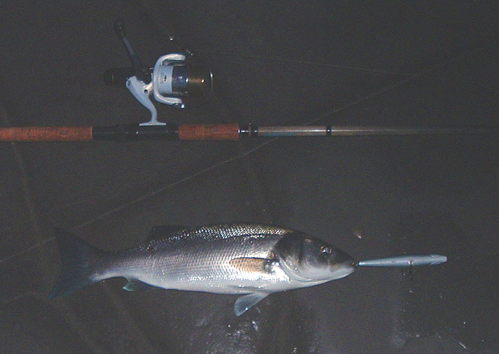 As surface lures go this is about the most fishlike I've seen so far. It didn't make as much disturbance as some others but the bass seemed to like it..