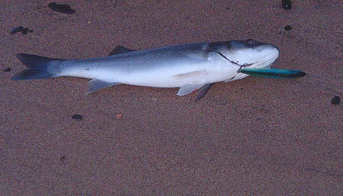 The bass is beached and still well hooked on the Maria Chase plug.