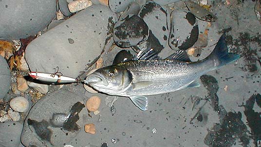 Even these little fish take the plug fiercely.