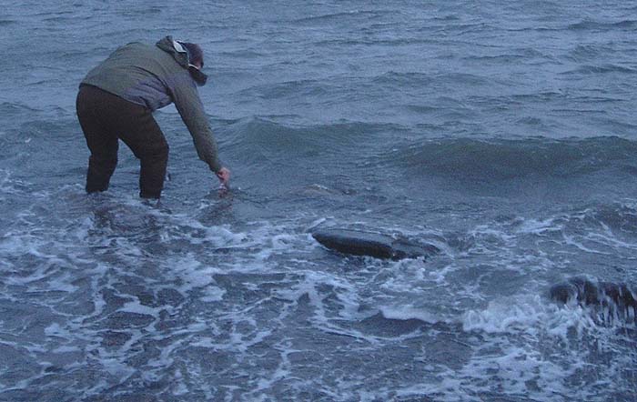 Ben returns his fish - one more twitch of the tail and it's away.