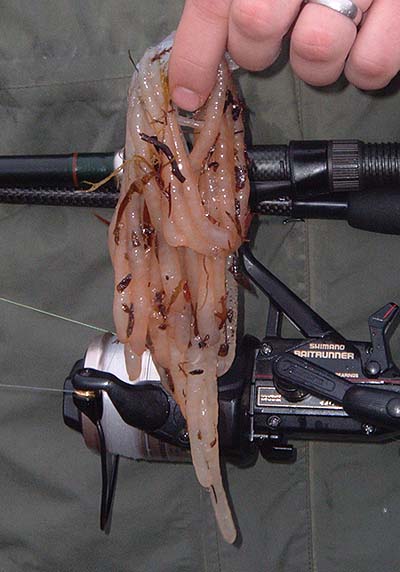 Looking a bit like something out of Alien - I've never seen these before.