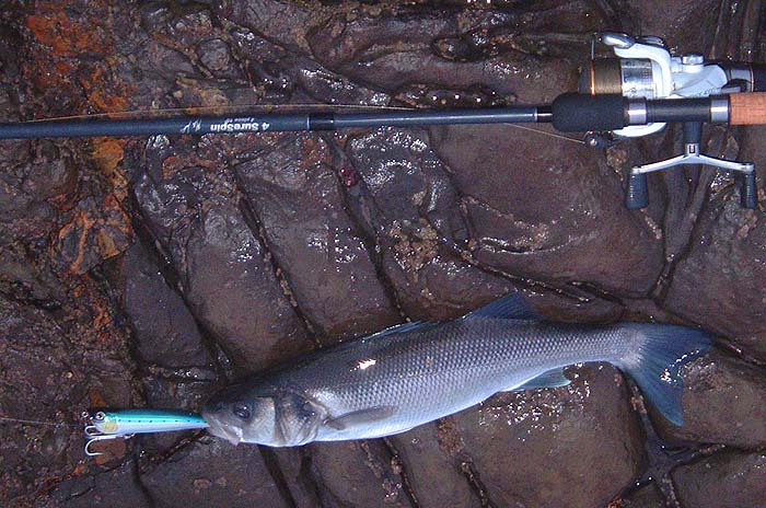 This one grabbed the popper out in the breakers.