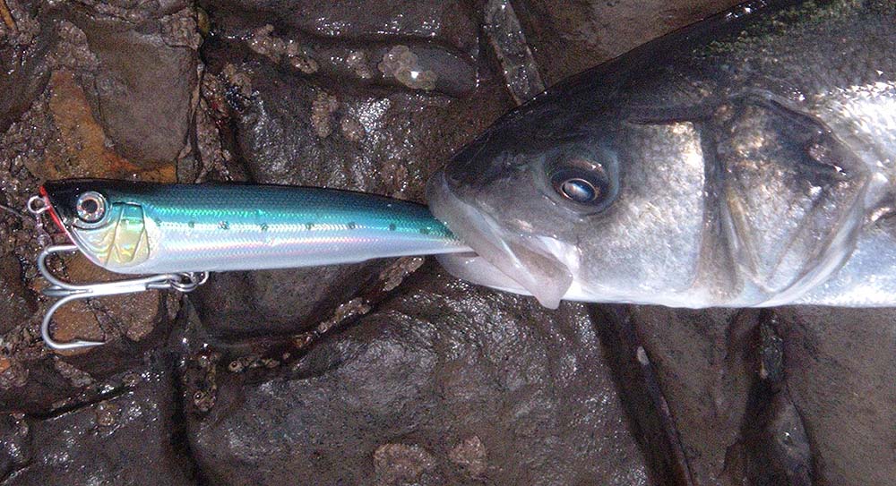 Note that the fish has engulfed the tail end of the lure. It was a 'pliers job' to unhook it..