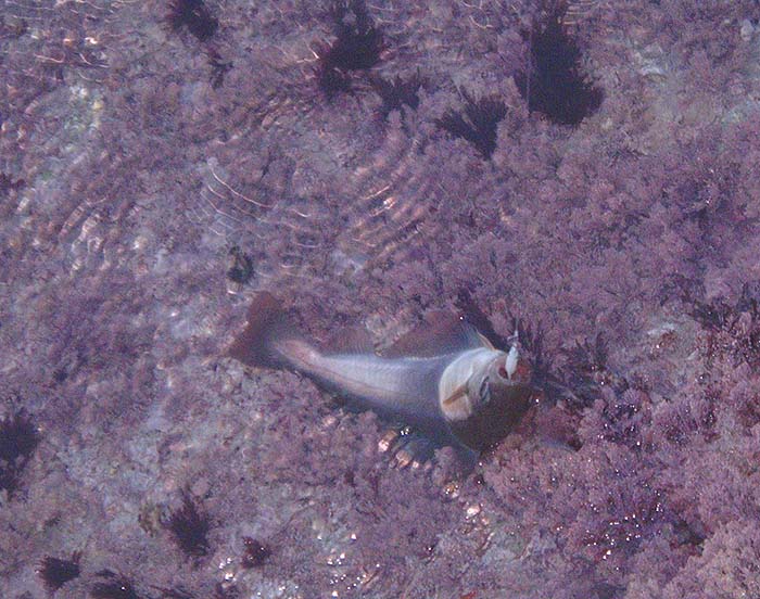 It's certainly as good as trout fishing and the fish are really keen.