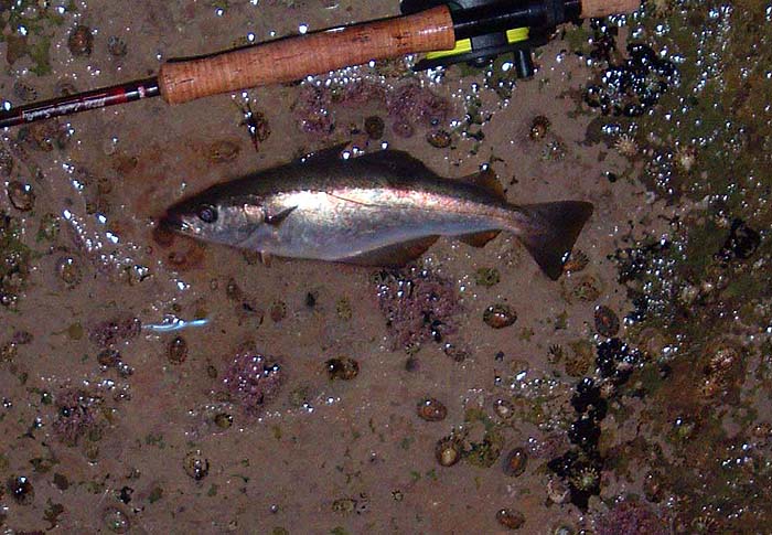 This one gave me a fair old tussle, diving into the kelp twice before I could land it.