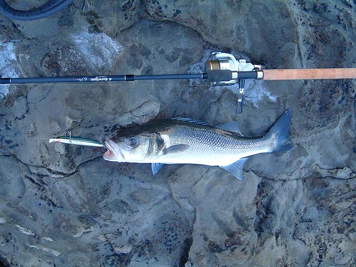 Although it's a reasonable fish it has not fully recovered from spawning.