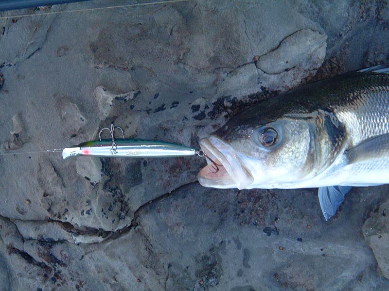 This plug is almost identical to the popper I'd used fruitlessly for an hour-and-a-half but it fished about a foot under the surface.