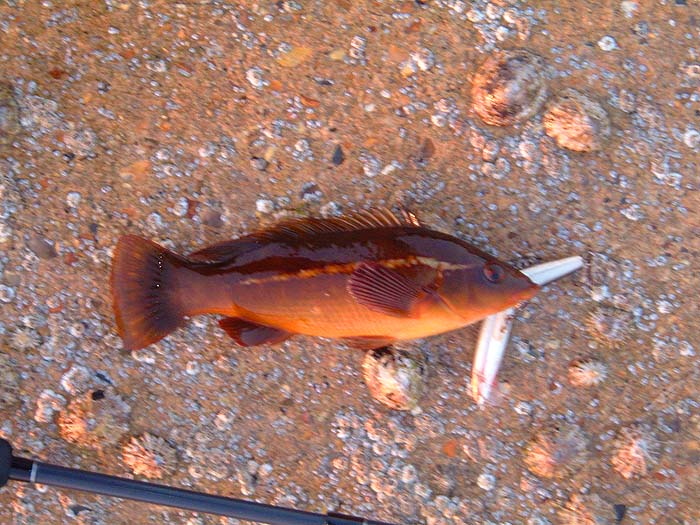 Rich had one like this.