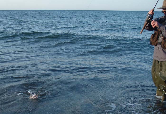 It's a bass well hooked on the rubber prawn.