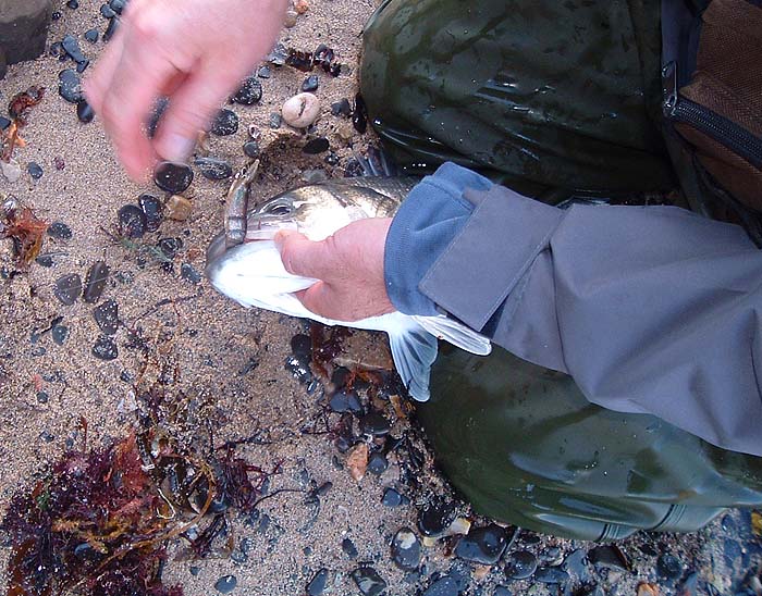 Richard's largest bass with the prawn still well in it's mouth.