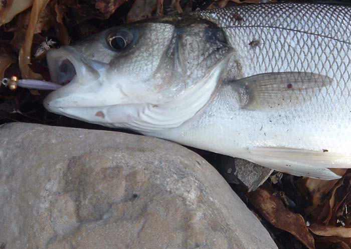 I put some eyes on the back of the shank to turn this lure upside down - it was quite effective.