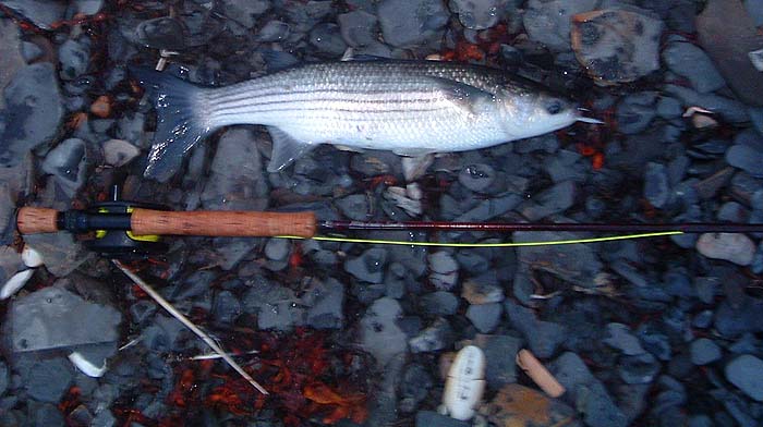 This mullet certainly had a go at my 'fly'.