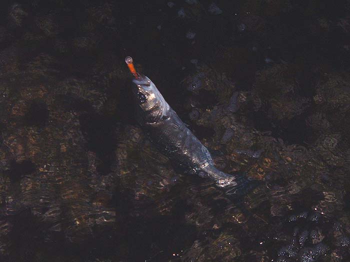 Ben's bass just about ready to be landed - a much clearer picture.