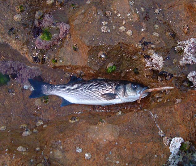 This one took a firm hold of the leaded Redgill.
