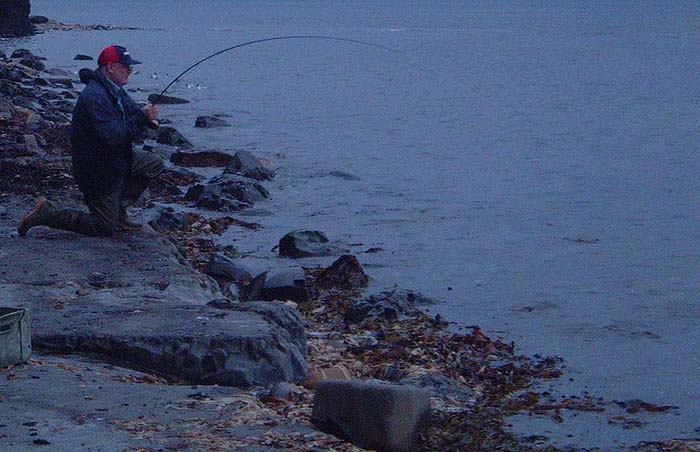 Nigel into a nice mullet on the fly tackle. Note the blackheaded gulls feeding in the waters's edge.