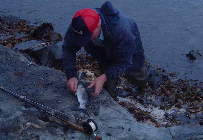 A beautiful fish. Look at that tail, no wonder they fight hard.