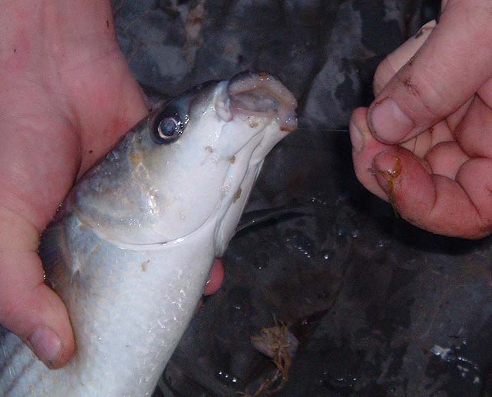 The maggot fly is well out of sight inside the mouth of the mullet. See the maggots on it, picked up as the fish was slid ashore.