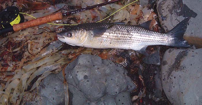About four pounds but easier to land than the three pounder I caught next.