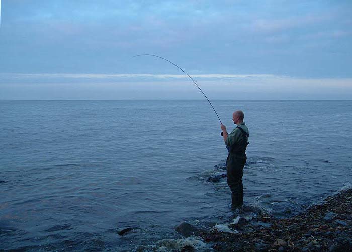 Brian's fly rod bent into his first mullet.