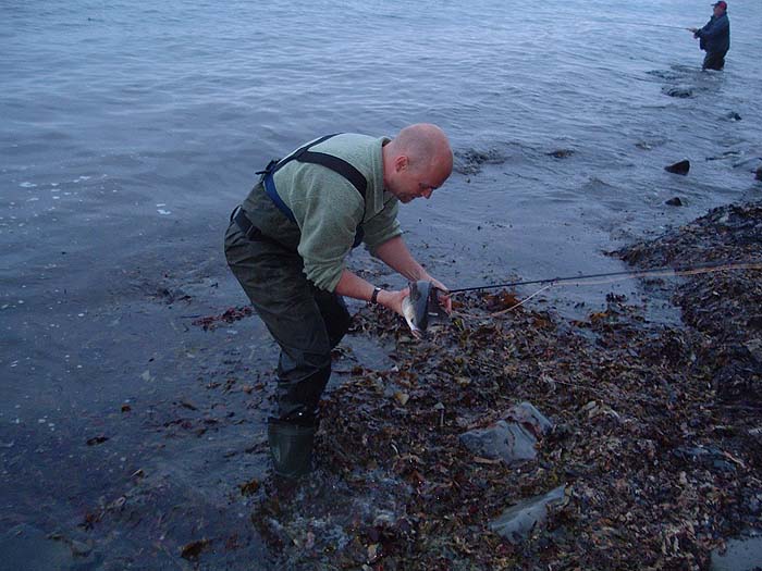 The fish slide ashore easily over the wet, weedy, water's edge. Then they can be picked up.