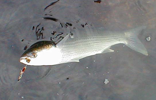 The fish are always lip hooked on the small, sharp single hook.