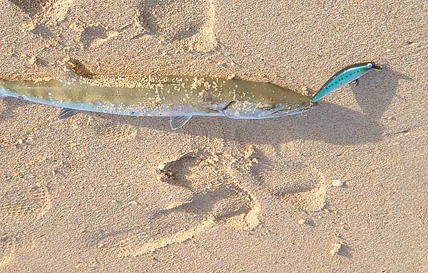 This one was well hooked on the shallow-diving Maria.