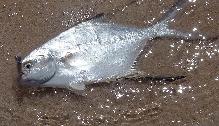 A palometa taken on a weighted rubber eel fly.