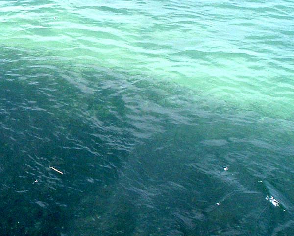 When the baitfish are packed like this it's ALWAYS due to predators.