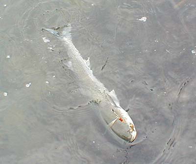 Again nicely hooked. The body of this lure is made of plastic beads and needed an uptrace weight for casting.