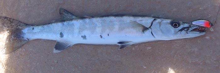 This 'cuda was no trouble on the little L Minnow.