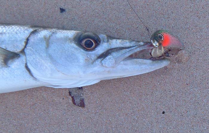 Lightly hooked and no trouble to land. No indication of the forthcoming disasters with the lure.