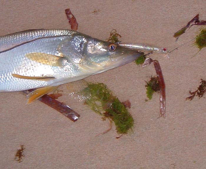 A closer look at the snook and the Maria that caught so many of our fish.